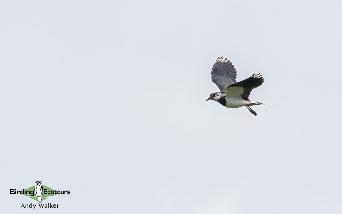 Northern Lapwing - ML620777868