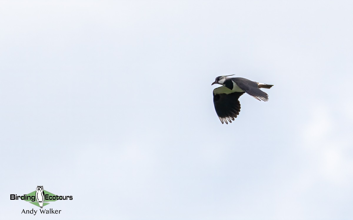 Northern Lapwing - ML620777869