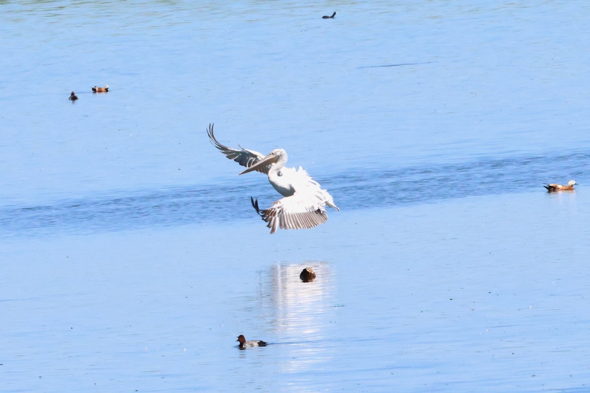 Dalmatian Pelican - ML620777870