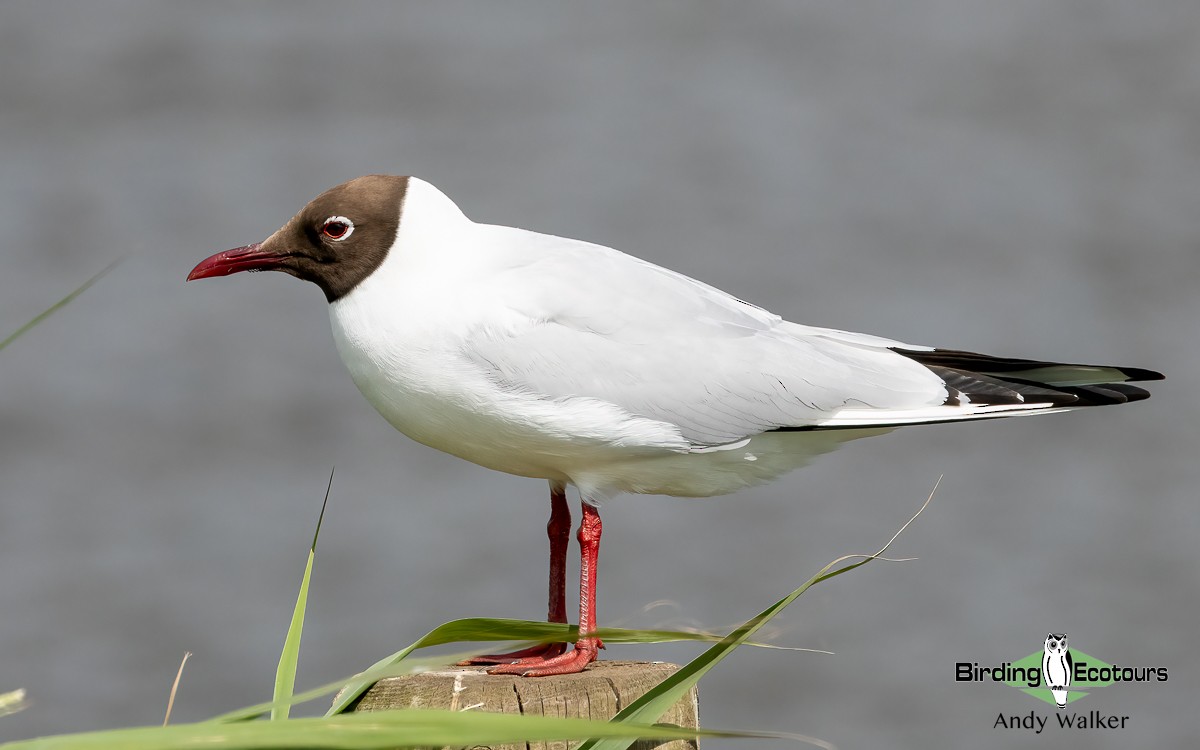 Black-headed Gull - ML620777871