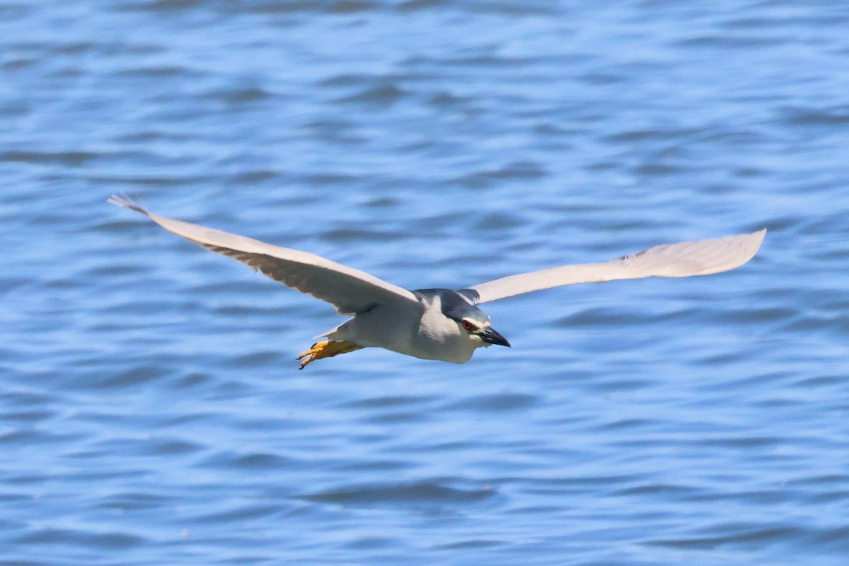 Black-crowned Night Heron - ML620777872