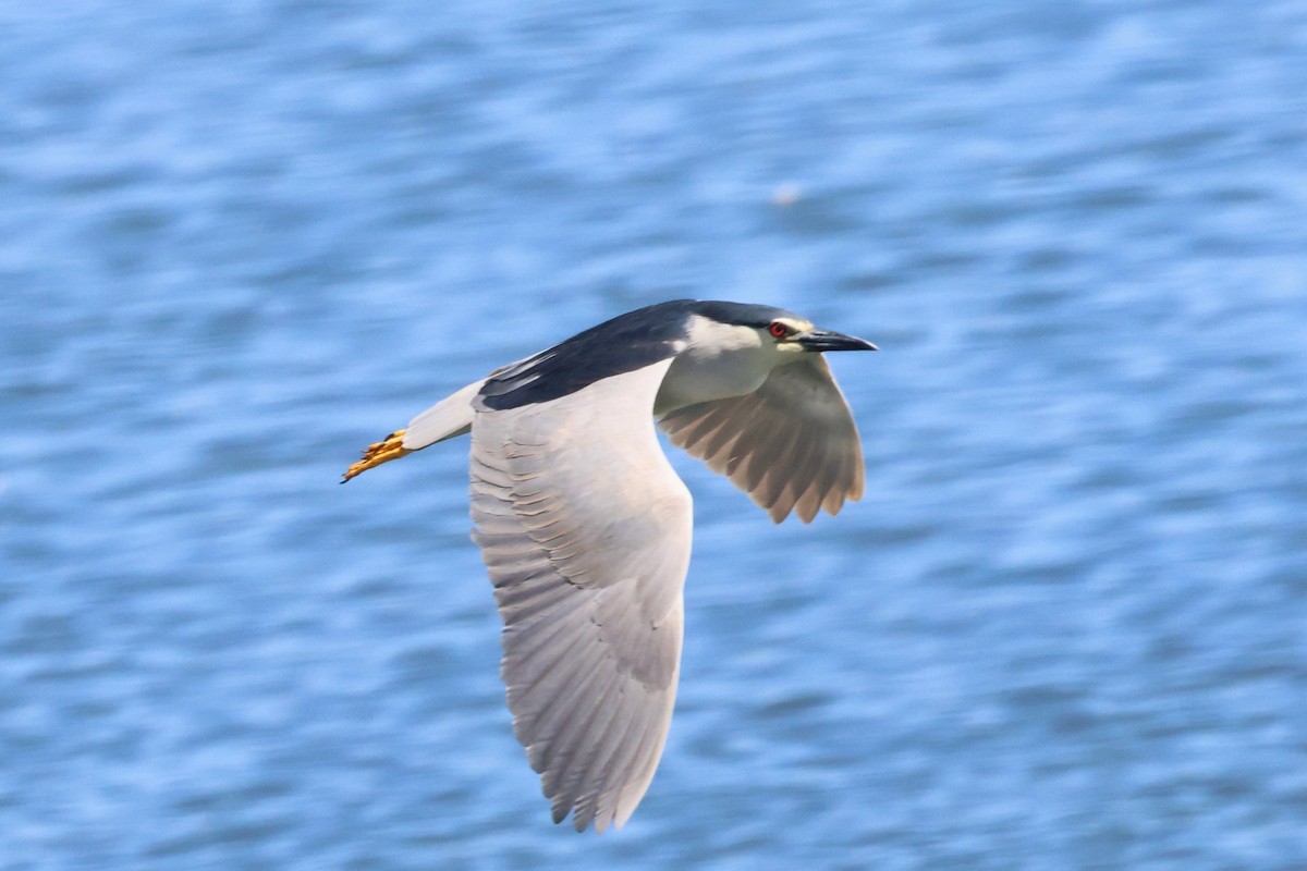 Black-crowned Night Heron - ML620777876