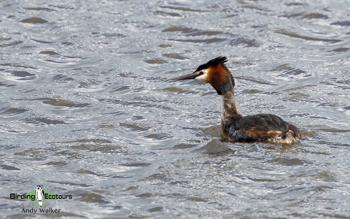 Great Crested Grebe - ML620777877