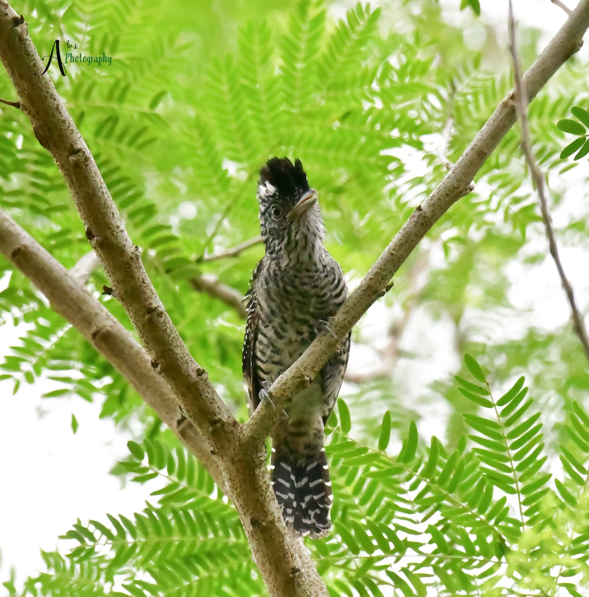 Barred Antshrike - ML620777880