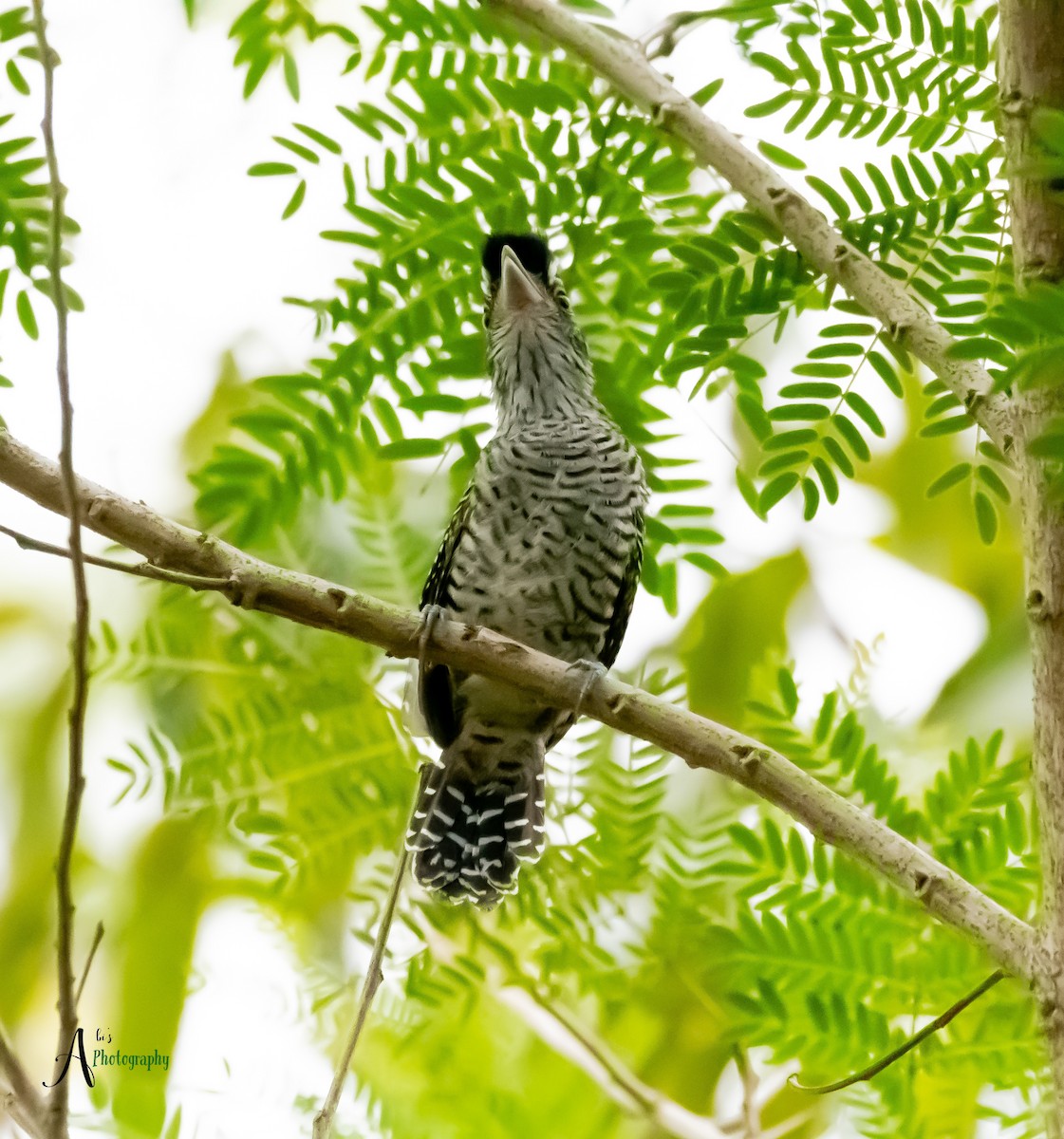 Barred Antshrike - ML620777883