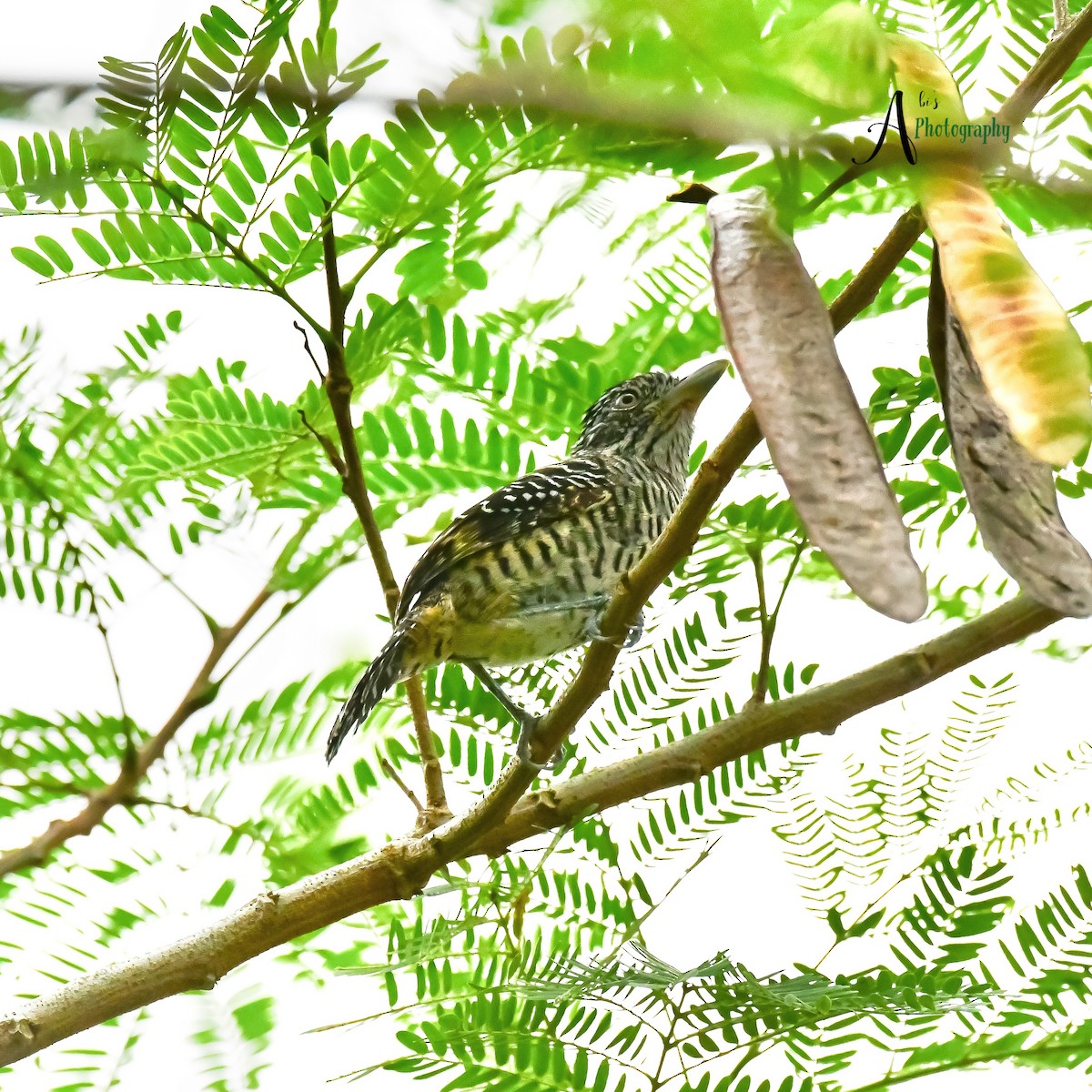 Barred Antshrike - ML620777884