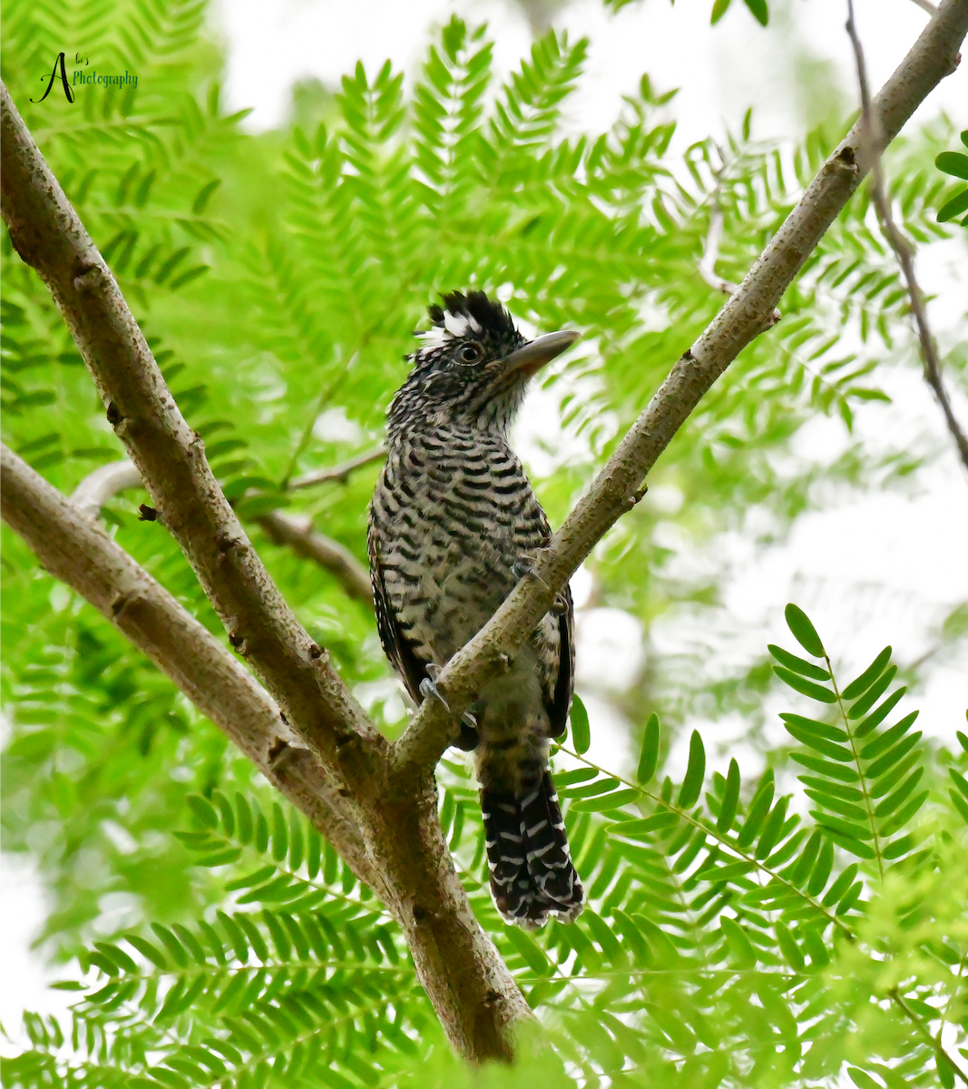 Barred Antshrike - Abimael Moralez