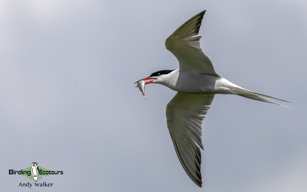 Common Tern - Andy Walker - Birding Ecotours