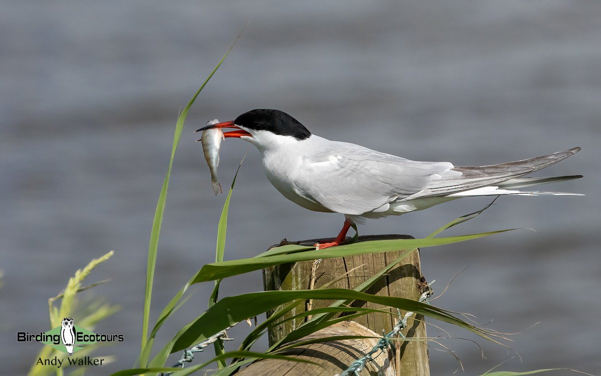 Common Tern - ML620777889