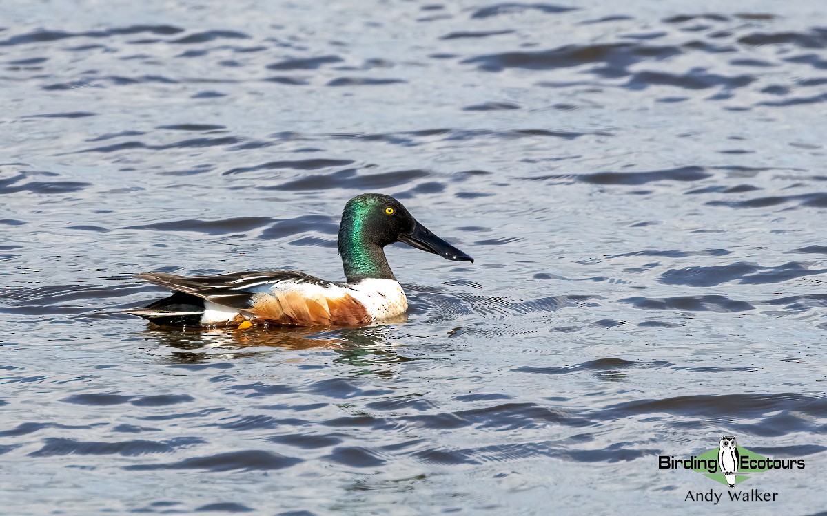 Northern Shoveler - ML620777890