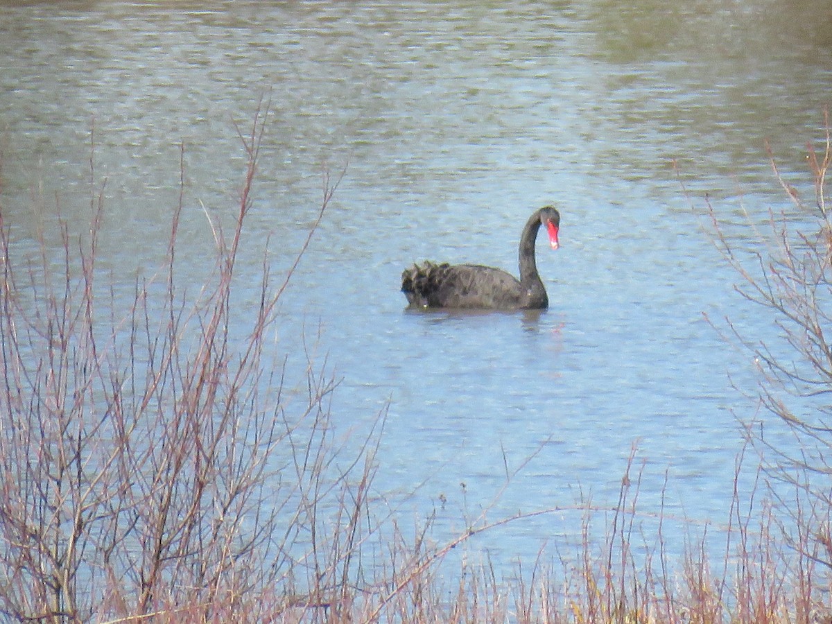 Black Swan - ML620777896