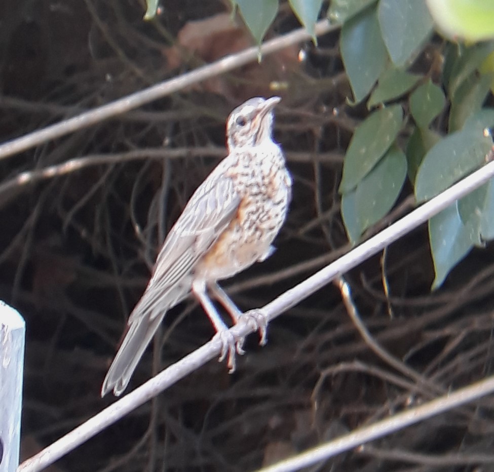 American Robin - ML620777898