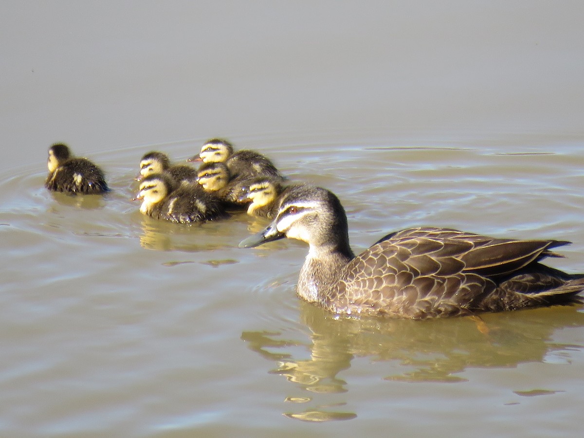 Pacific Black Duck - ML620777901