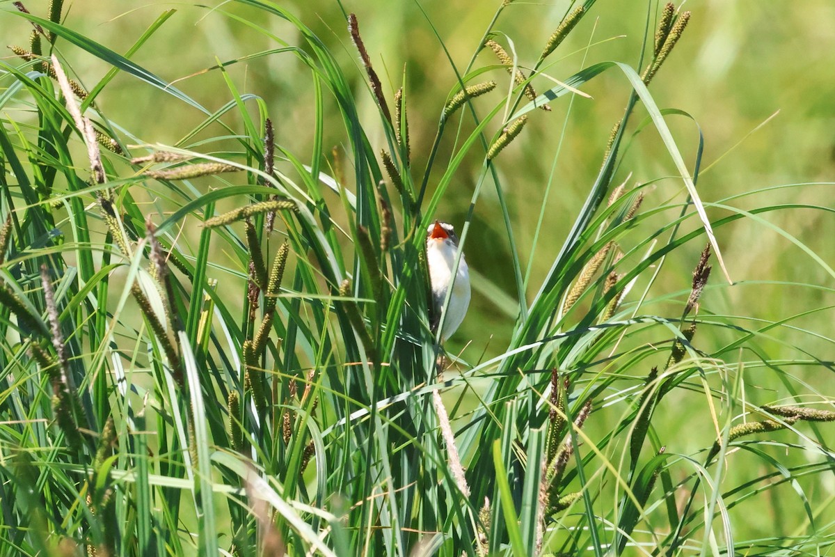 Sedge Warbler - ML620777903