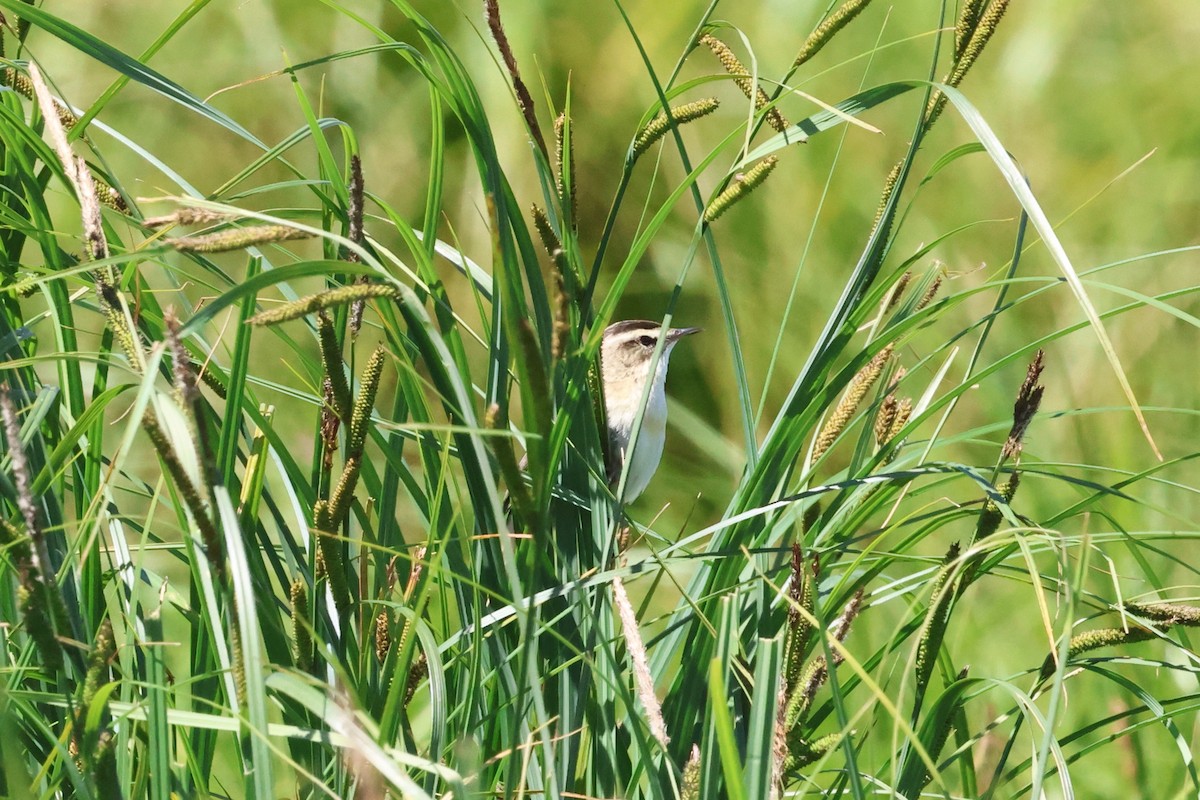 Sedge Warbler - ML620777904