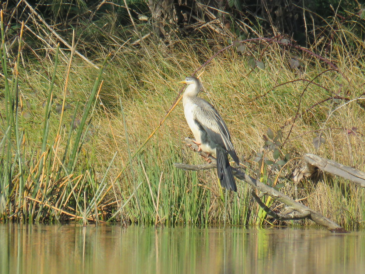 Austral-Schlangenhalsvogel - ML620777905