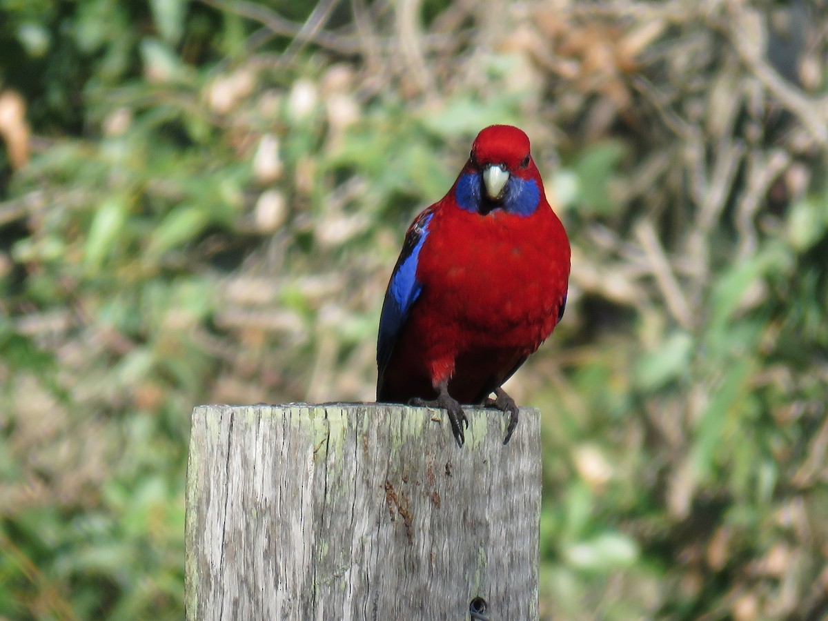 Crimson Rosella - ML620777907