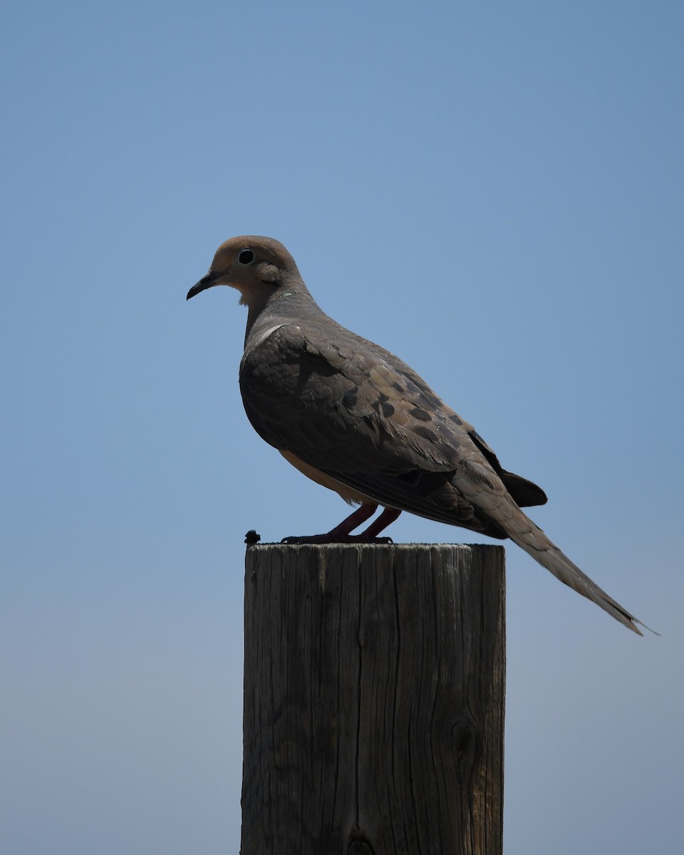 Mourning Dove - ML620777908