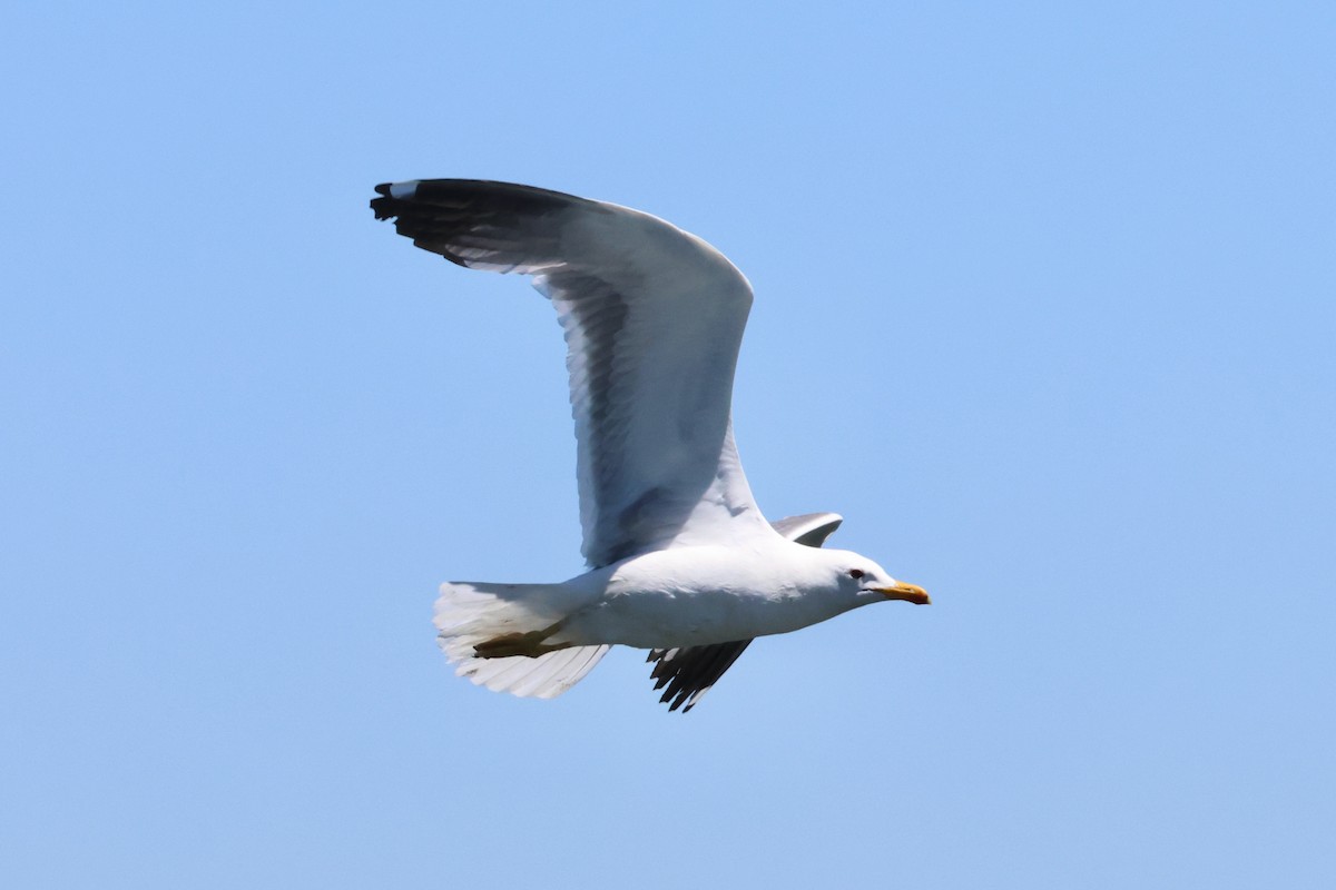 Armenian Gull - ML620777910