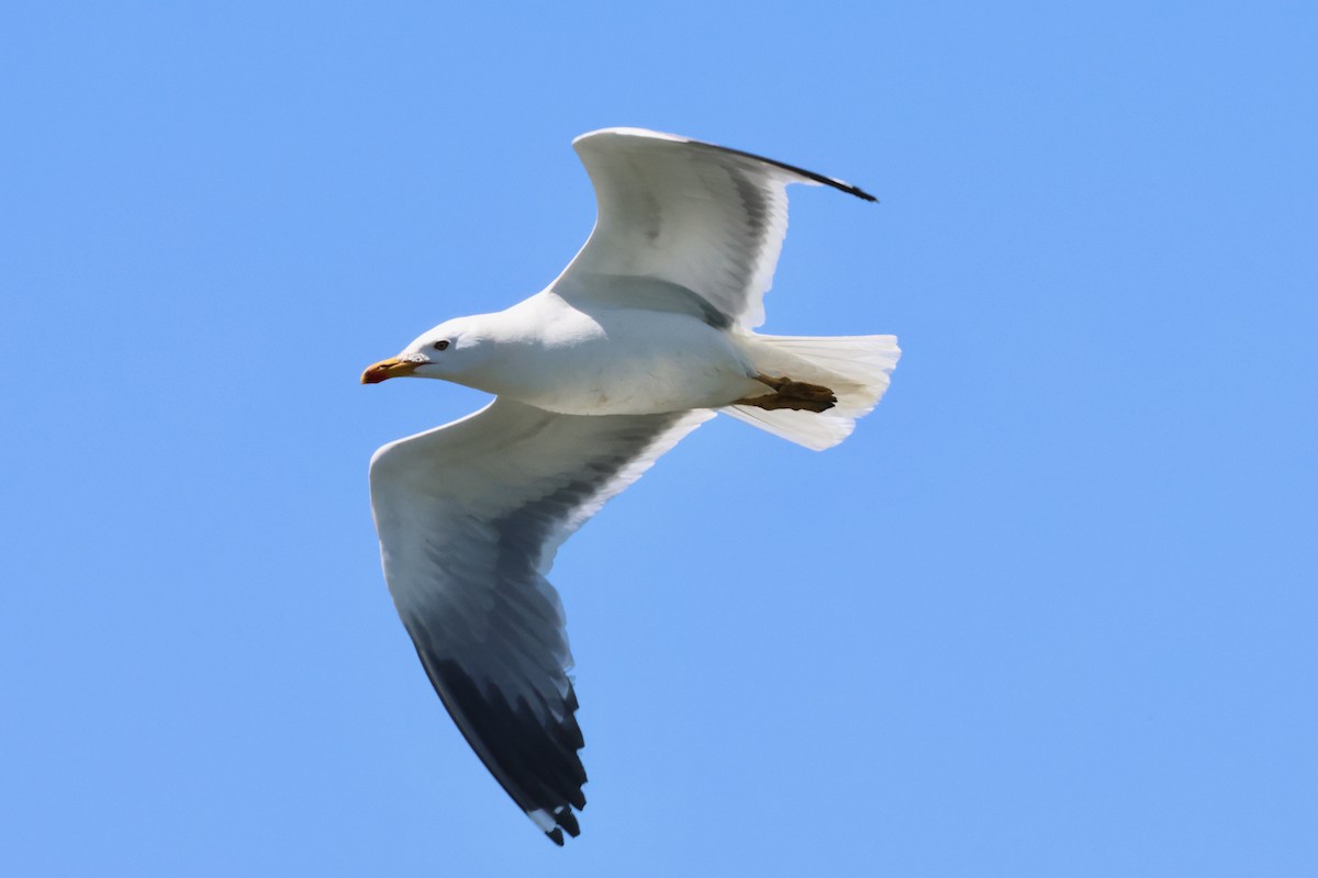 Armenian Gull - ML620777911