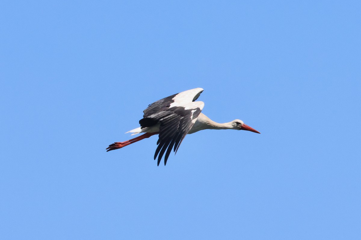 White Stork - ML620777912