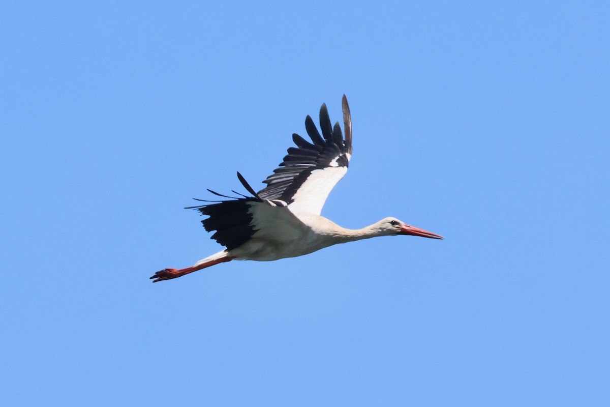 White Stork - ML620777913