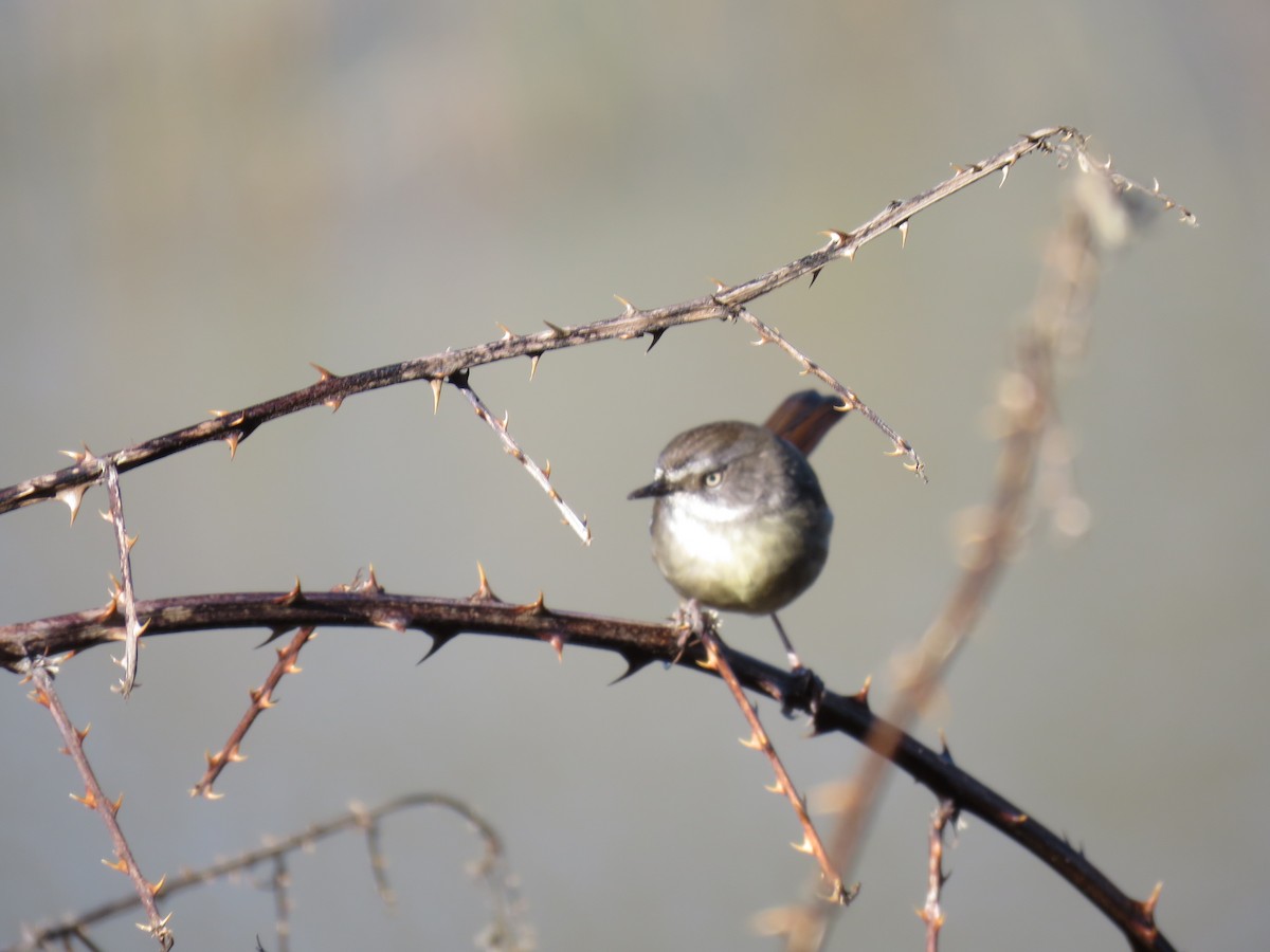 White-browed Scrubwren - ML620777914