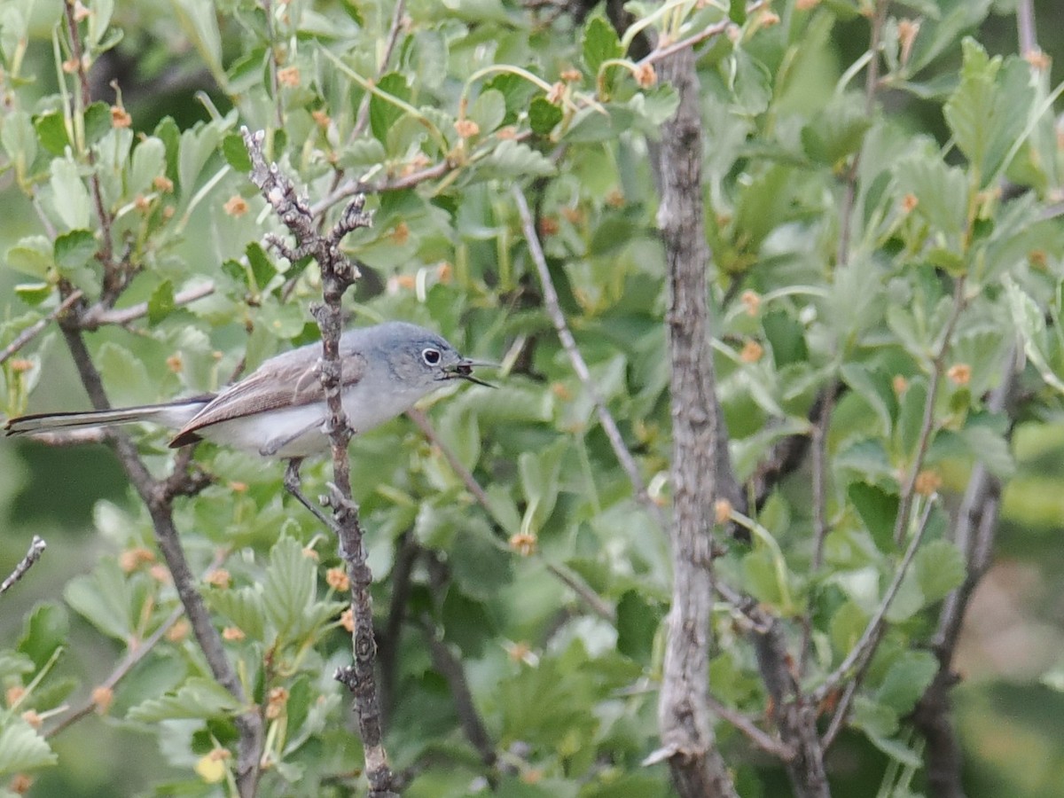 Blue-gray Gnatcatcher - ML620777916