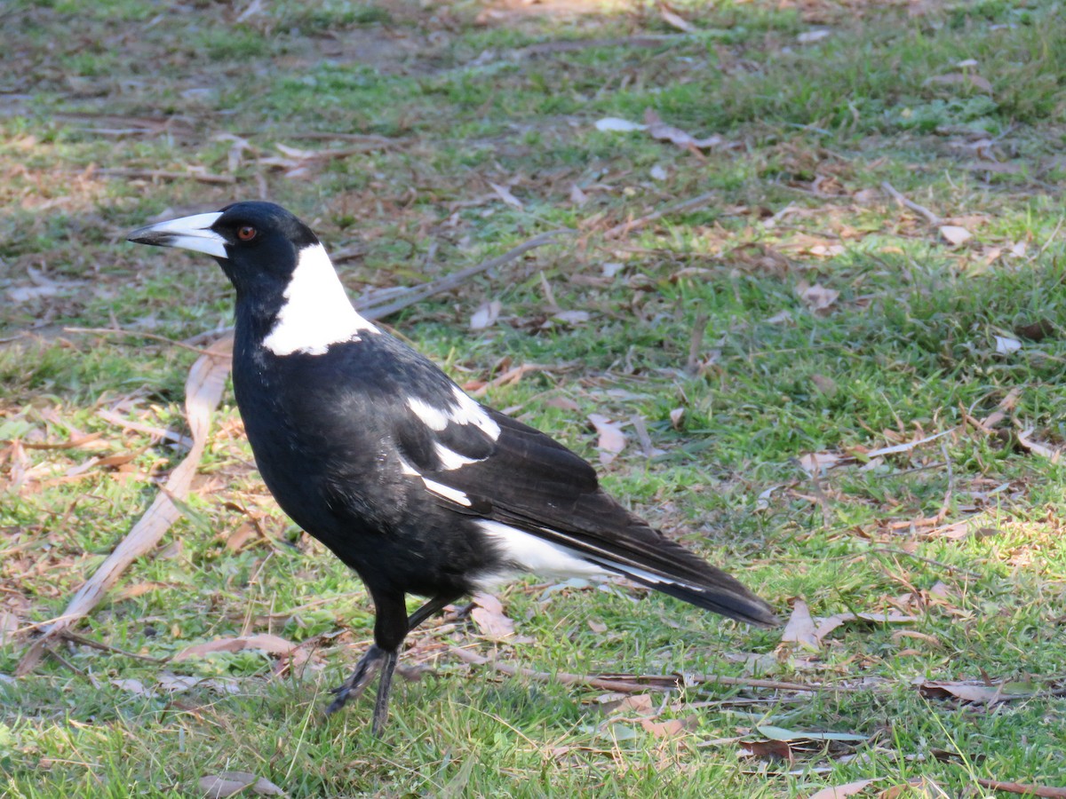 Australian Magpie - ML620777918