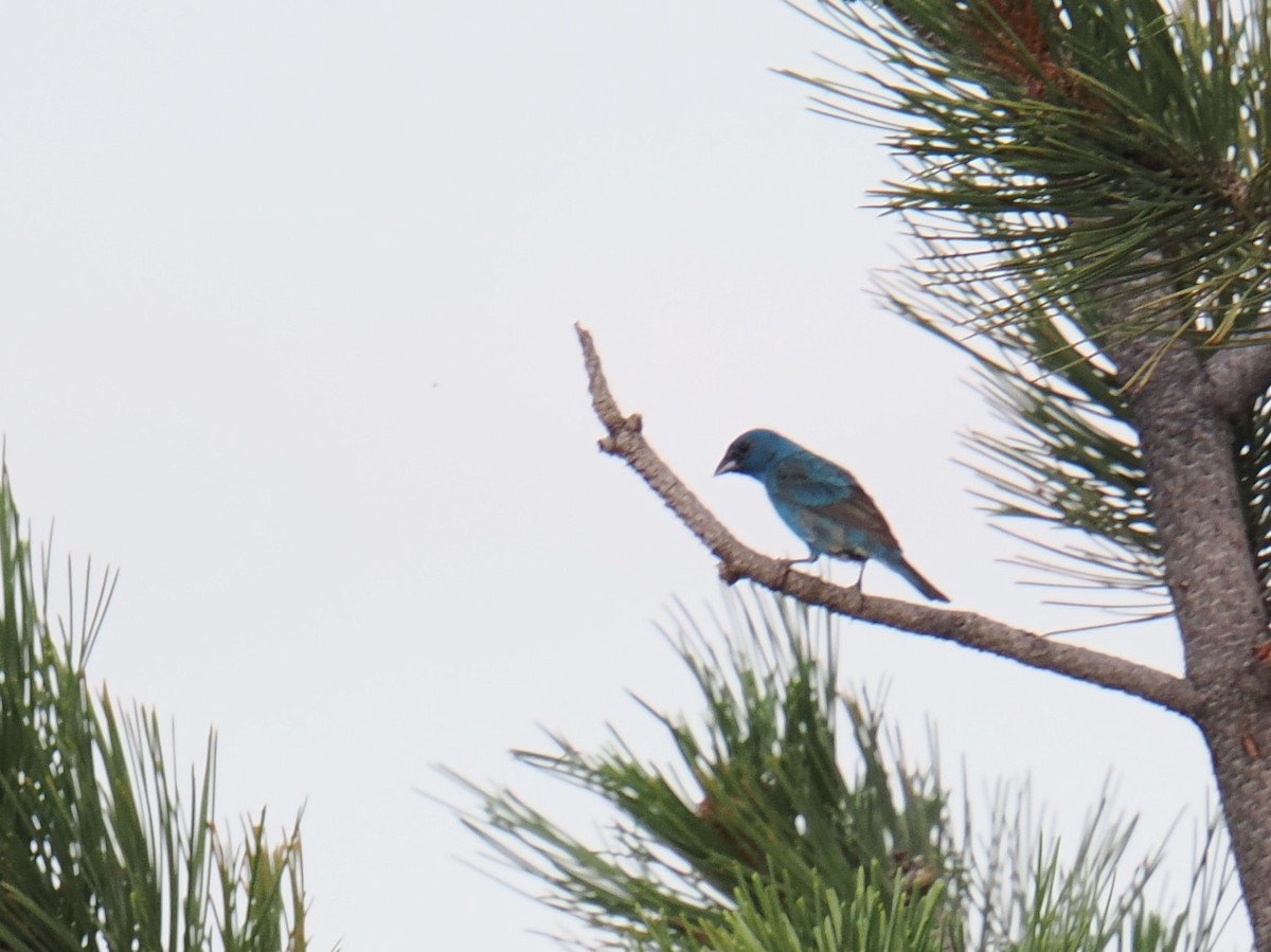 Indigo Bunting - ML620777920