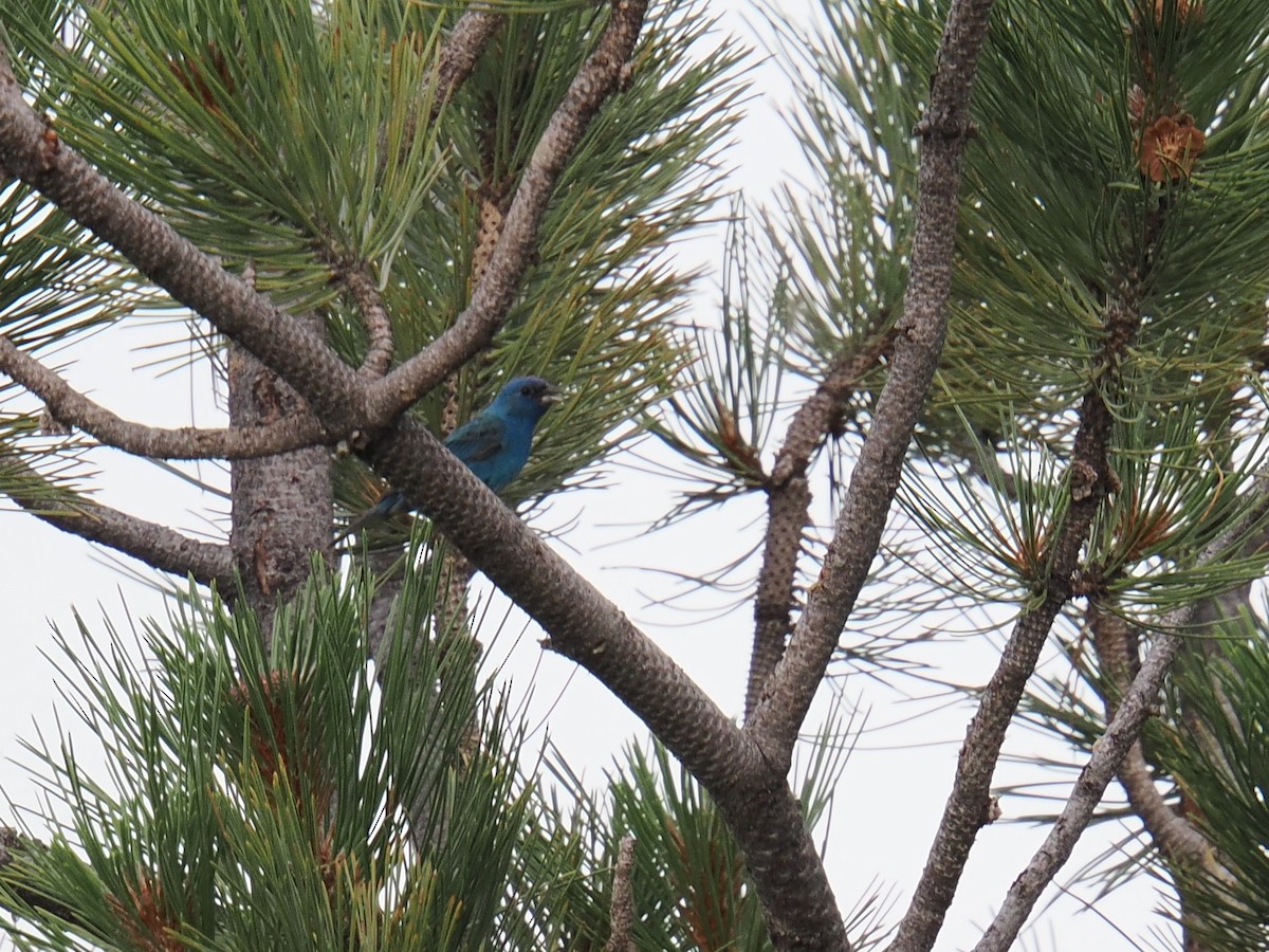 Indigo Bunting - ML620777921