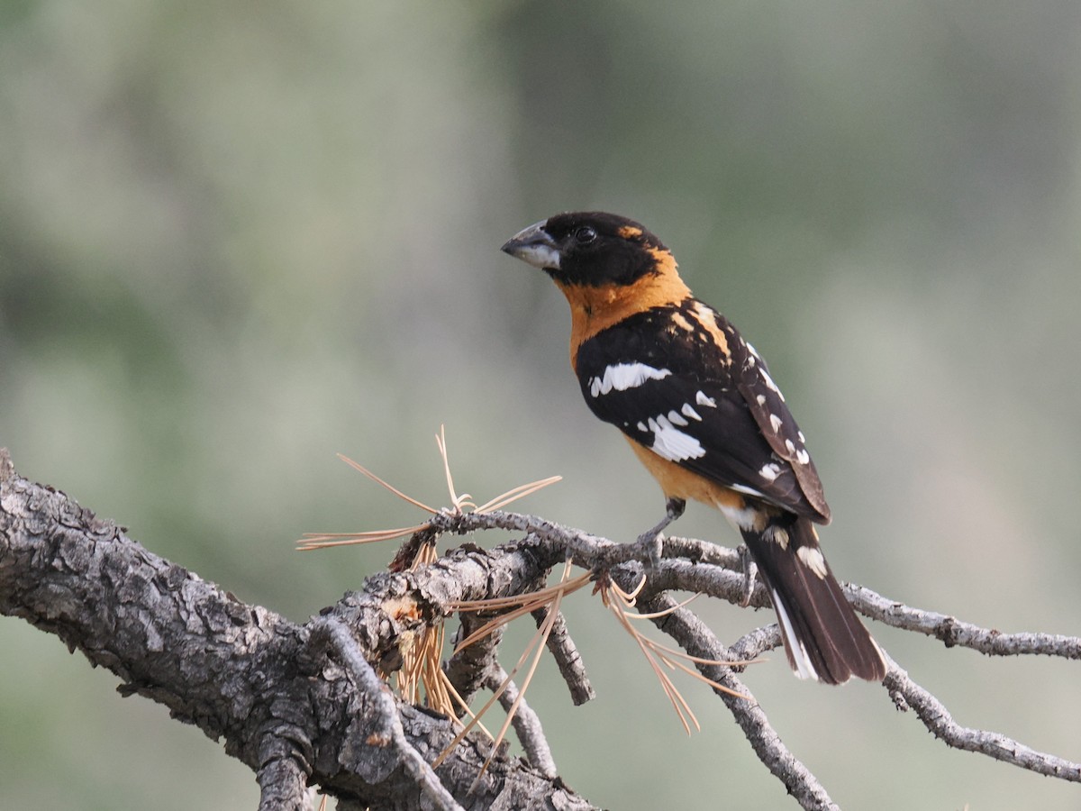 Black-headed Grosbeak - ML620777923