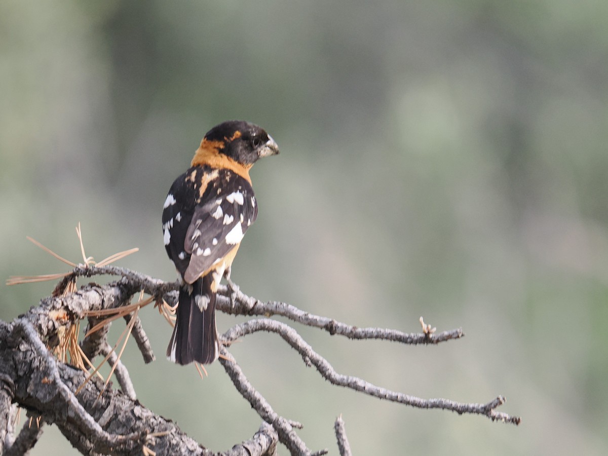 Black-headed Grosbeak - ML620777924