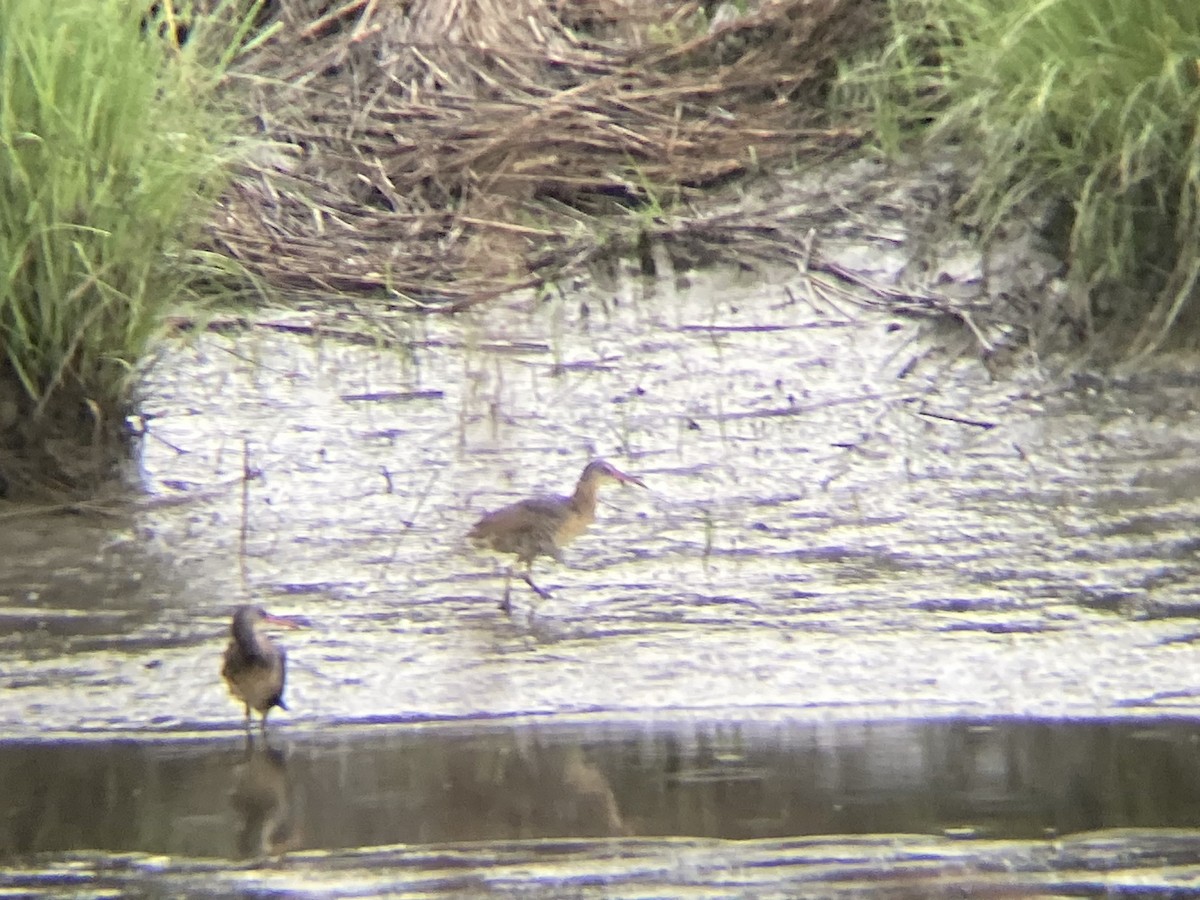 Clapper Rail (Atlantic Coast) - ML620777925