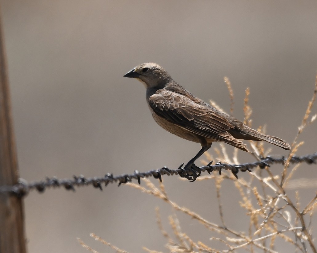 Brown-headed Cowbird - ML620777928