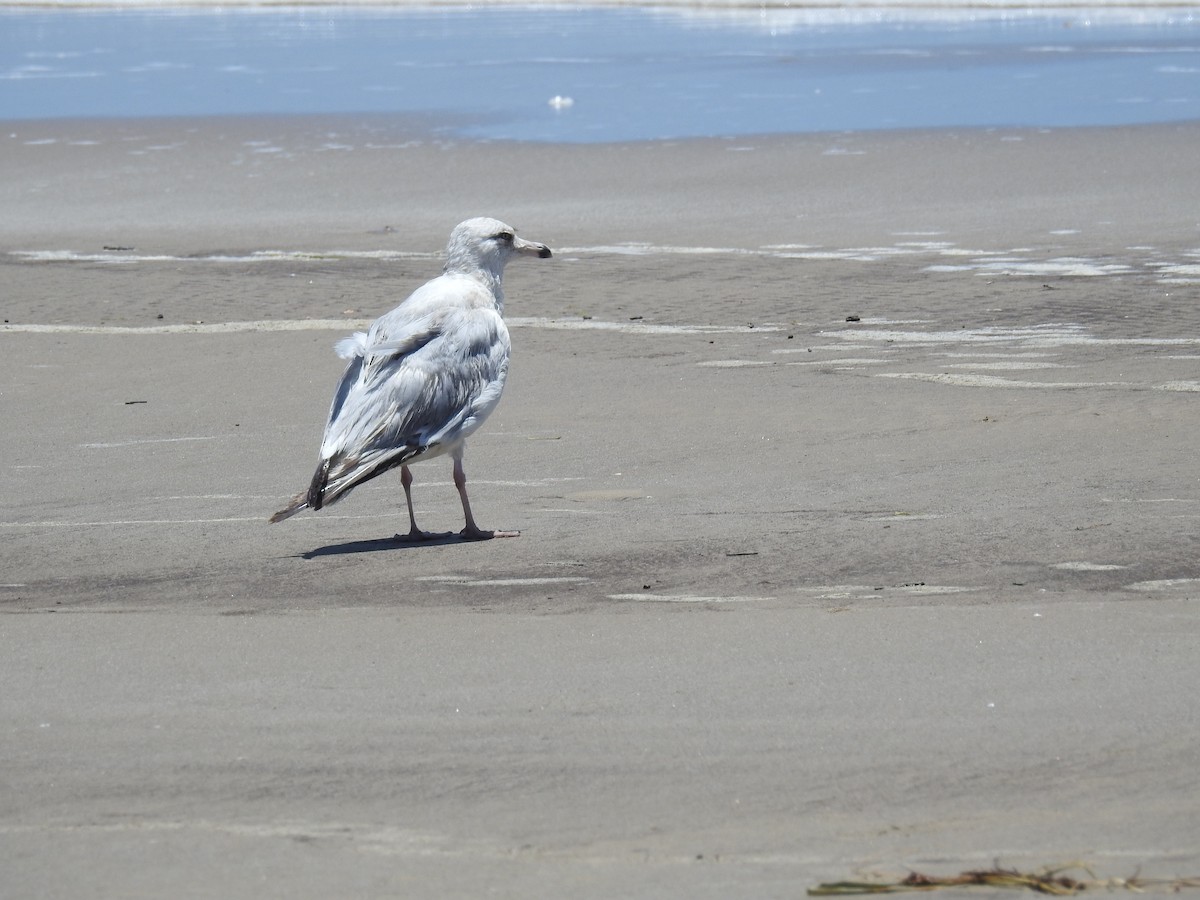 Herring Gull - ML620777932