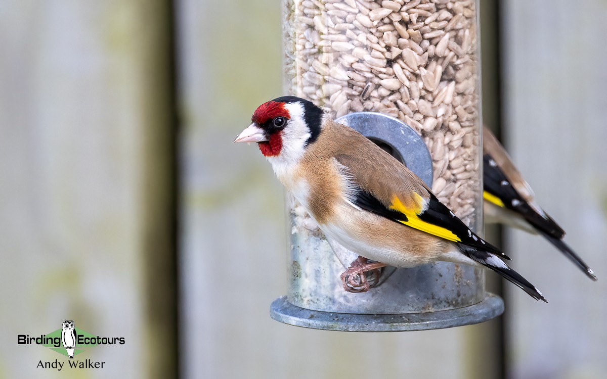 European Goldfinch - ML620777933