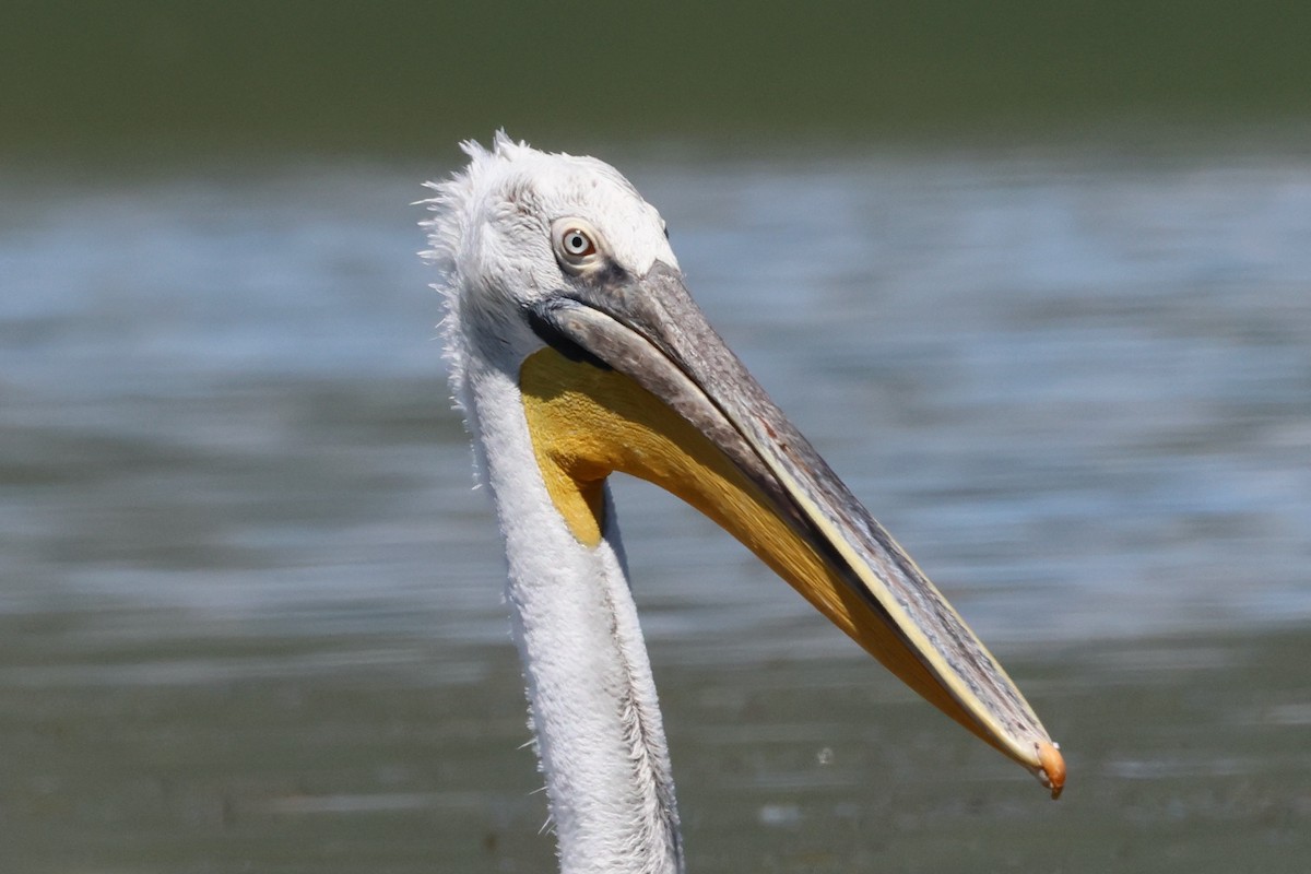 Dalmatian Pelican - ML620777935