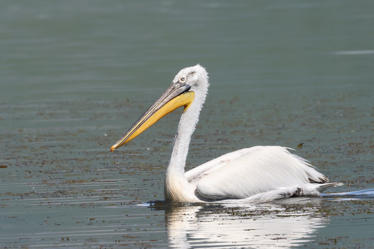 Dalmatian Pelican - ML620777936