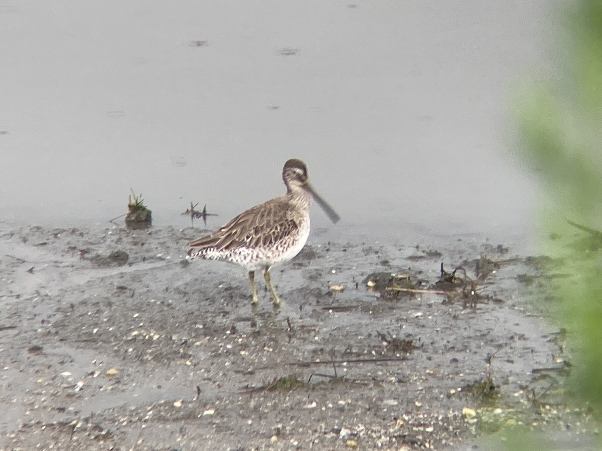 Short-billed Dowitcher - ML620777939