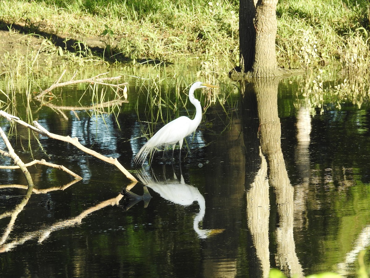 Great Egret - ML620777940