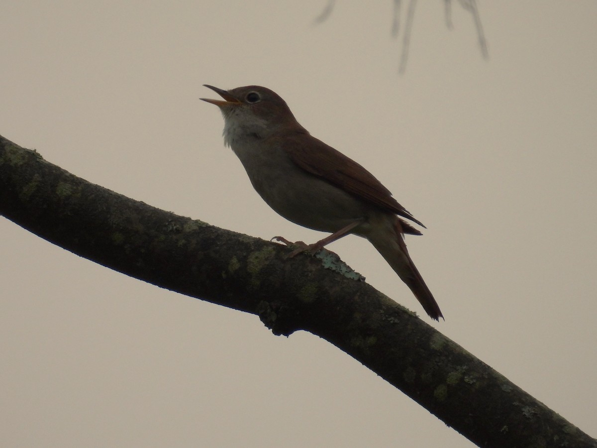 Common Nightingale - ML620777942