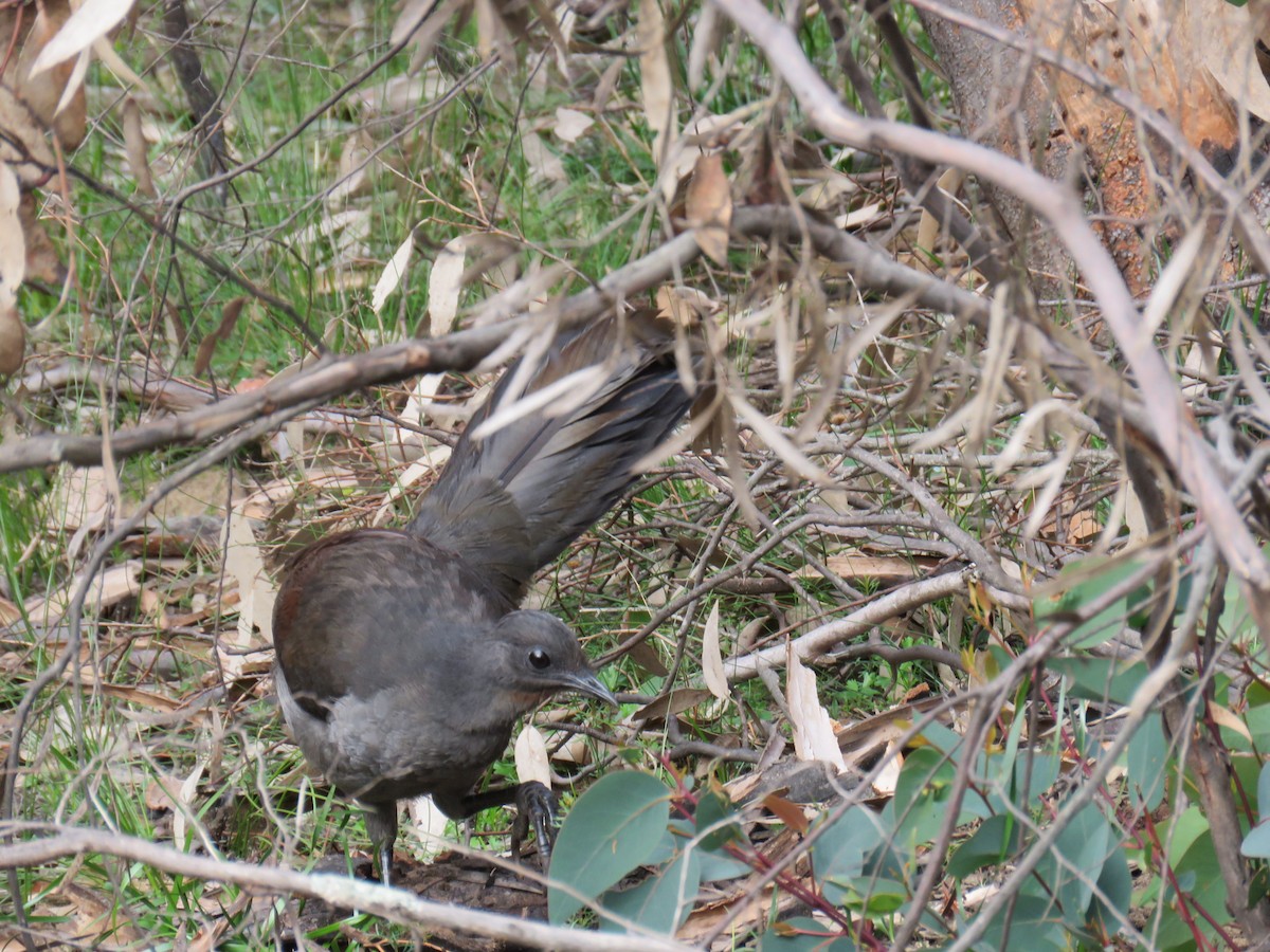 Superb Lyrebird - ML620777946