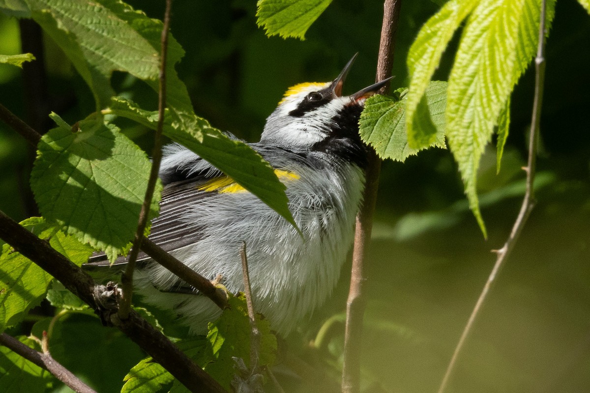 Golden-winged Warbler - ML620777948