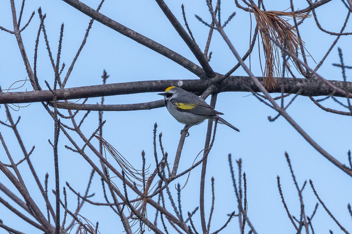 Golden-winged Warbler - Scott France