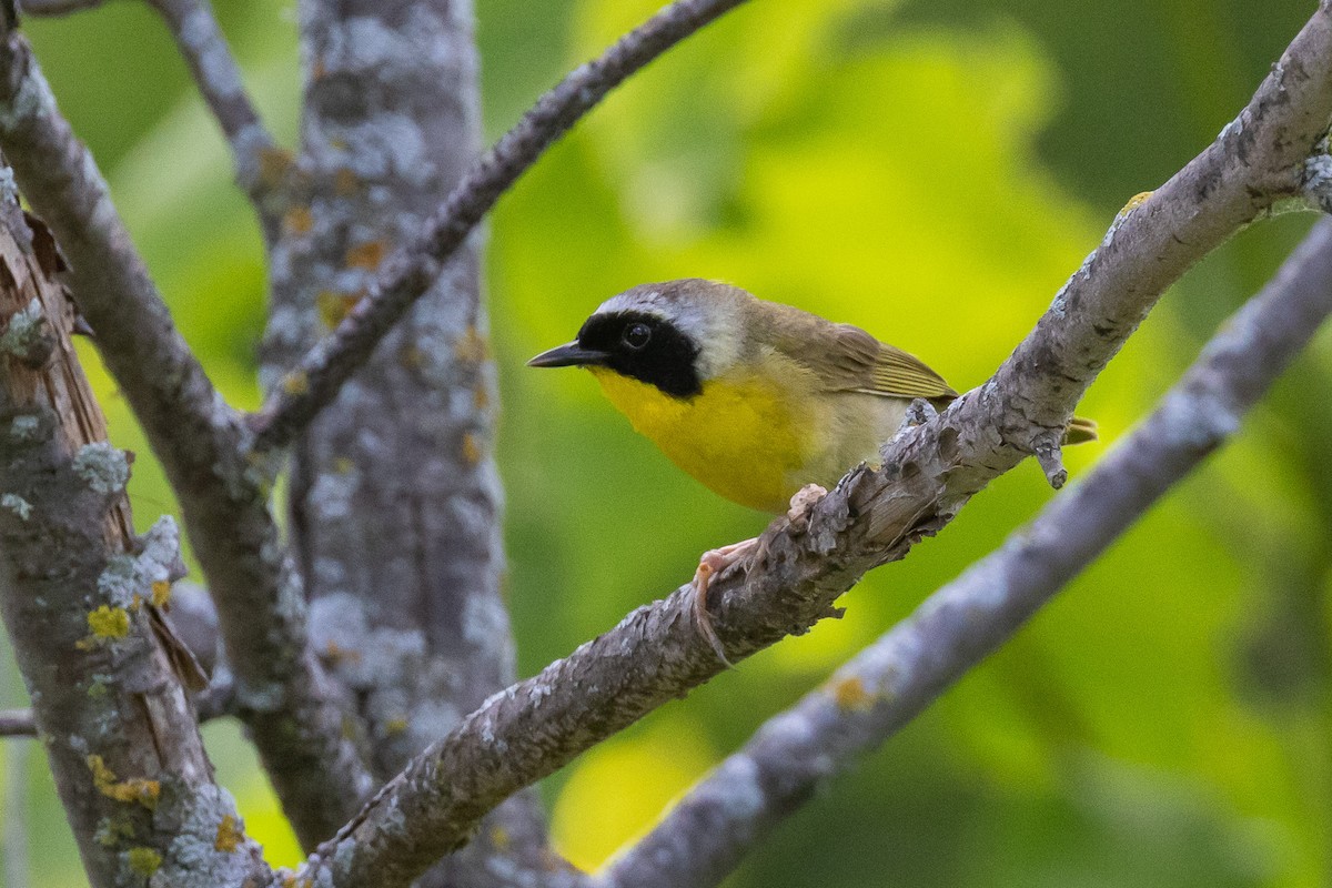 Common Yellowthroat - ML620777952