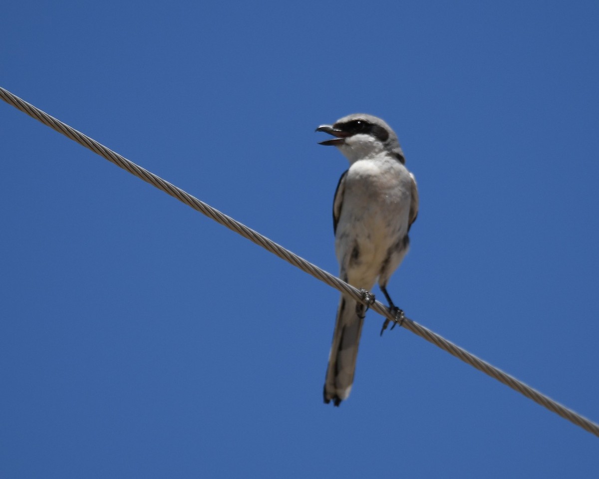 Loggerhead Shrike - ML620777953