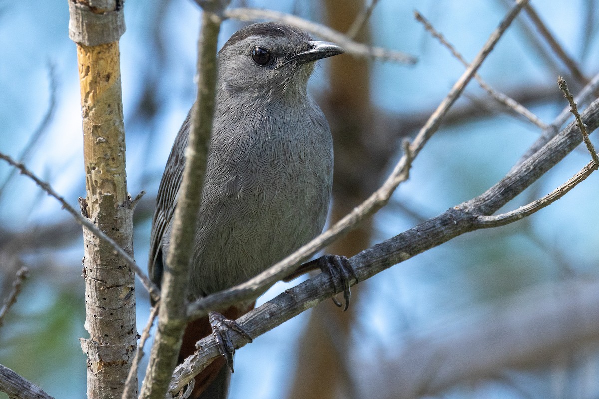 Gray Catbird - ML620777954