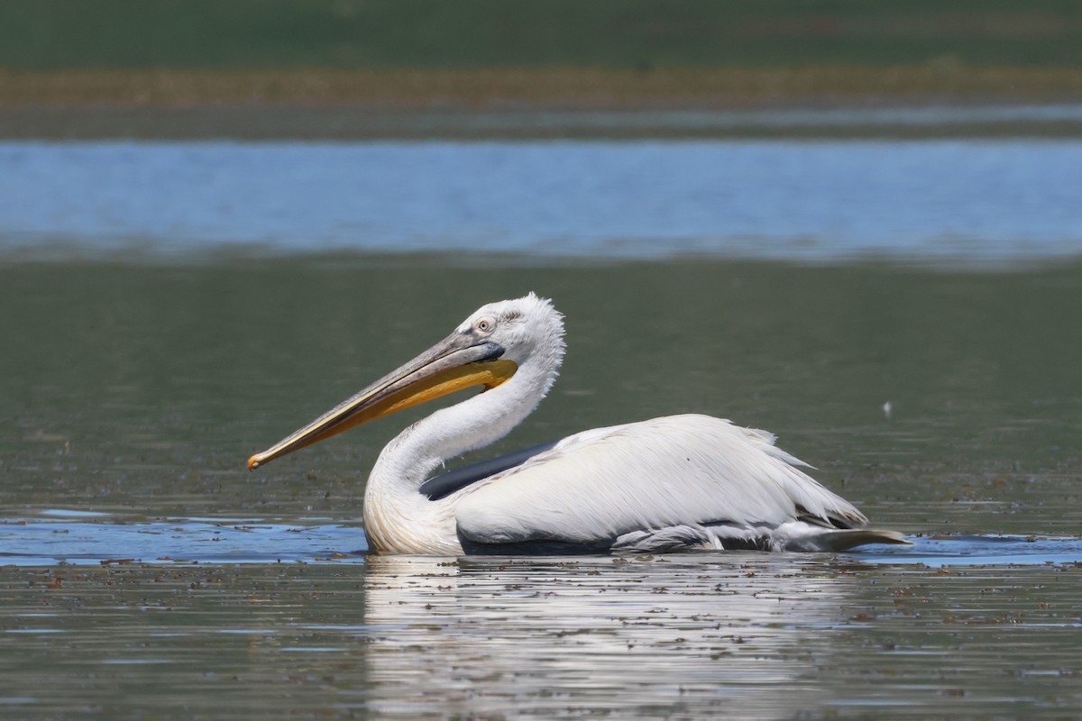 Dalmatian Pelican - ML620777956