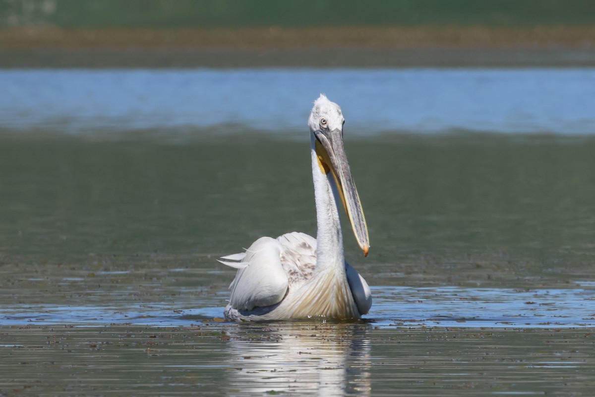 Dalmatian Pelican - ML620777957